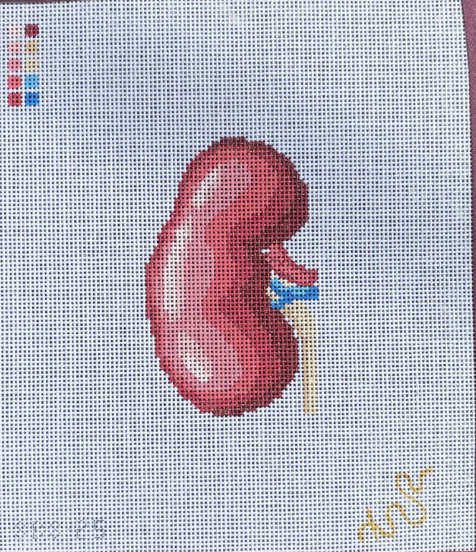 Anatomical Kidney