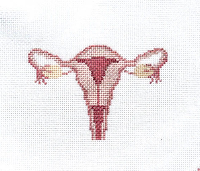 Uterus Cross Section