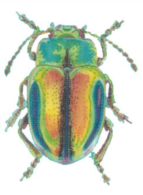 Little Bugs - Psychedelic