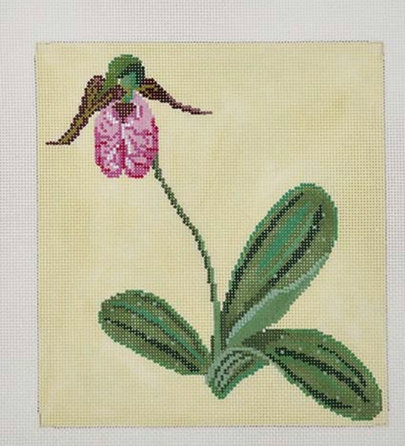 Pink Lady's Slipper