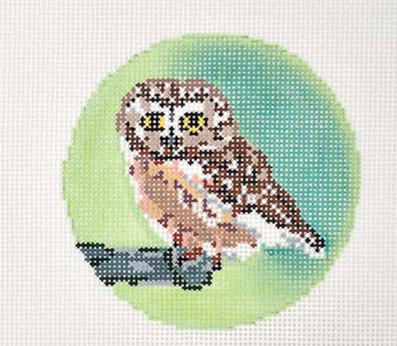 Rocky  (Saw Whet Owl)