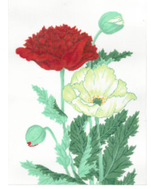 Red and White Poppy