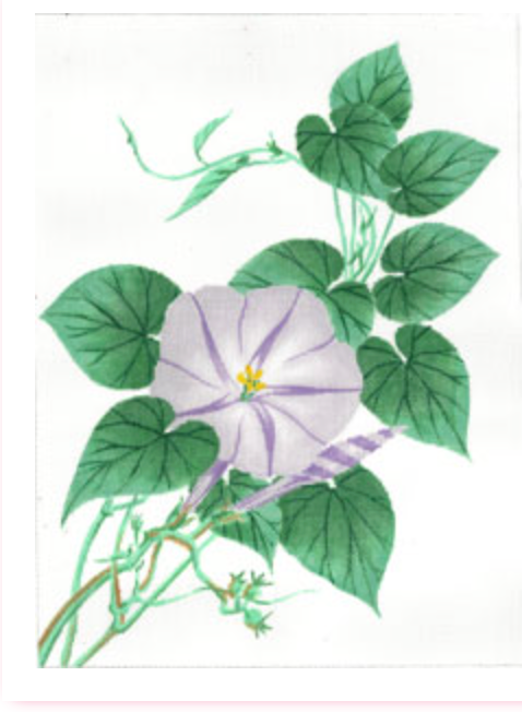 Morning Glory - Purple