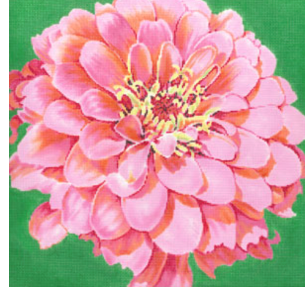 Cosmopolitan Zinnia/ Green Bkgd