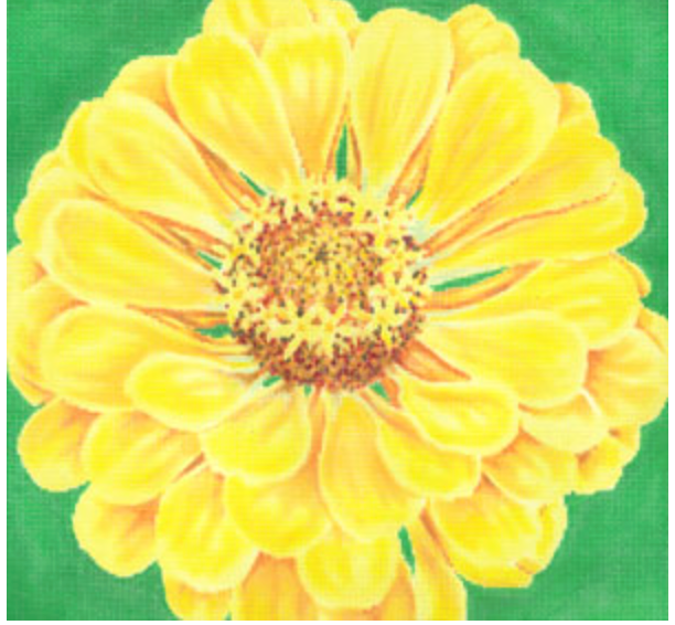 Canary Zinnia/ Green Background