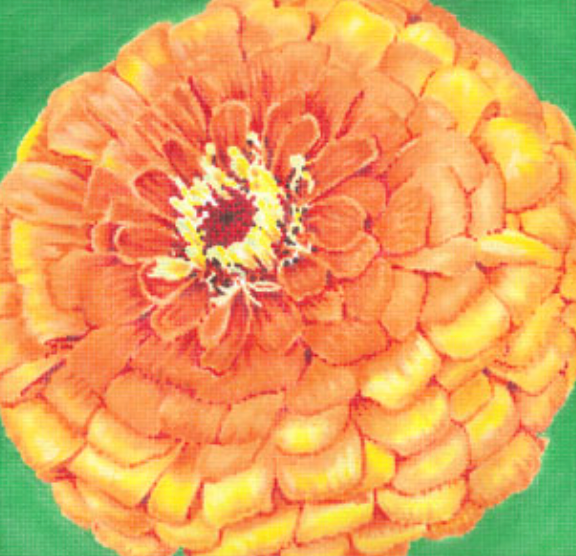 Quince Zinnia/ Green Background