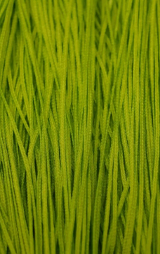 Soie Tissée by Silk Road Fibers 120 - 655