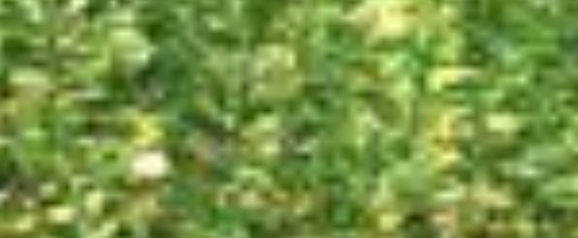 Micro-Ice Chenille